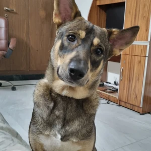 A Black and Brown Indie-GS mix Dog Missing from Kalkaji, New Delhi