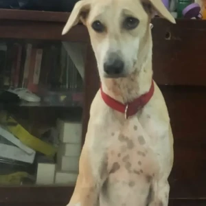 A White-Brown Mix Indie Dog Missing from Jefro Kingstown, Choviswadi, Charholi Phata, Alandi Rd, off Vishrantwadi, Pune, Maharashtra 412105