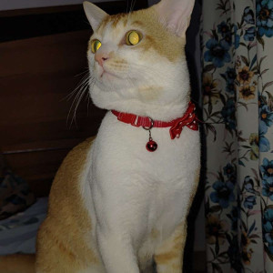 A Orange Indian Cat Missing from Thane West, Thane