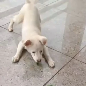 A White pomeranian puppy with less hair Dog Missing from Jhajjar