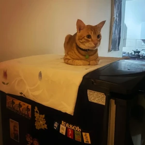 A Orange Ginger Cat Missing from Southcliff, Varkala-2