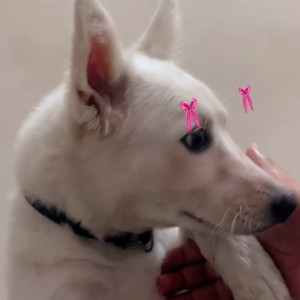 A White-Brown Mix Pomeranian Dog Missing from Janta Nagar, Mohali