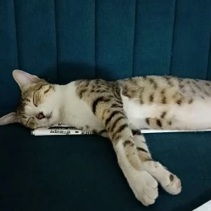 A White and Grey Indian Cat Missing from Rahatni, Pimpri Chinchwad-2