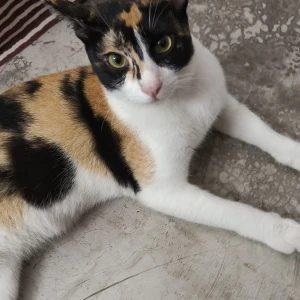 A White-Brown Mix Calico Cat Missing from Uttar Panchanna Gram, Kolkata