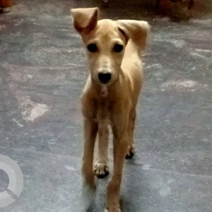 A White-Brown Mix Chippiparai Dog Missing from Meenakshi Amman Nagar, Madurai