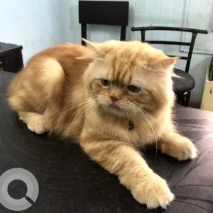 A Orange Persian Cat Missing from Guwahati-2