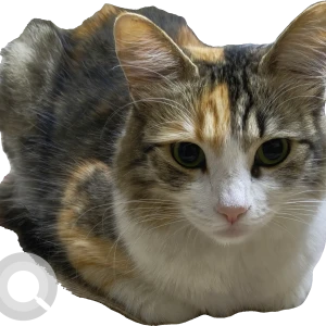 A White-Brown Mix Mixed indian and persian Cat Missing from Whitefield, Bengaluru