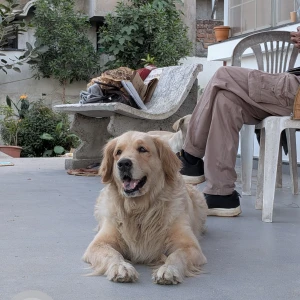 A Golden Golden retriever Dog Missing from Vivekananda Nagar, Nagpur