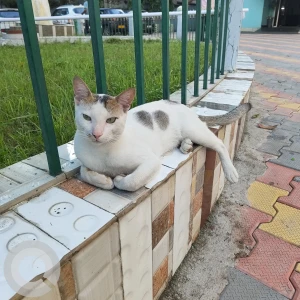 A White and Grey Stray Cat Missing from Guwahati-2