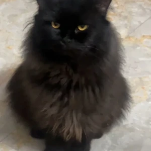 A Black Persian Cat Missing from Bhopal, Bhopal