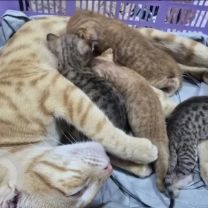 A Orange 1 mama orange cat 4 kittens . 2 orange kittens 2 brown . Female kittens: mama cat , 2 orange kittens,  1 brown . Male : 1 brown Cat Missing from Last seen on September 27 2025 / anywhere in Ahmedabad shaibag, shaipur, gandinagar or garden in gandinagar/Ahmedabad