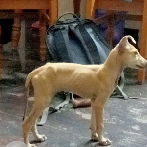 A White-Brown Mix Chippiparai Dog Missing from Meenakshi Amman Nagar, Madurai-2