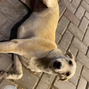 A White-Brown Mix Indie Dog Missing from Sector 104, Noida