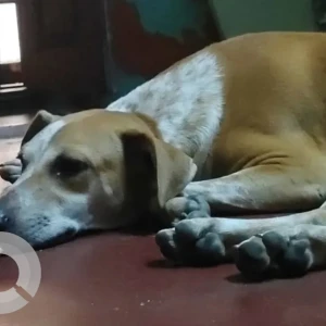 A White-Brown Mix Indies Dog Missing from Chennai