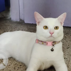 A White Indian Cat Missing from Patna-3