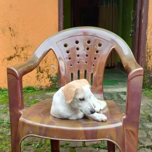 A White-Brown Mix Pomeranian and Indie Mix Dog Missing from Ranchi