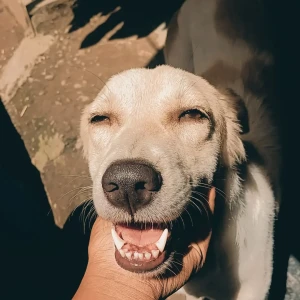 A White-Brown Mix Indie Dog Missing from Kalwa, Thane-2