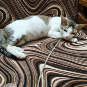 A White and Grey Stray cat Cat Missing from New Panvel East, Navi Mumbai-2