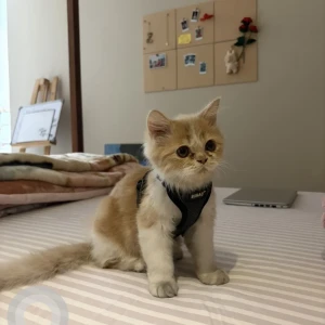 A Dusky Persian cat Cat Missing from Ludhiana