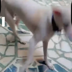 A White-Brown Mix Indie Dog Missing from New Delhi-3