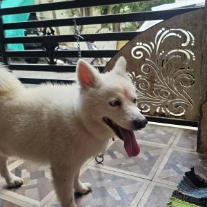 A White Pomeranian Dog Found from Madurai-2