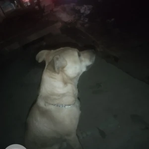 A Brown Look like pitbull Dog Found from Kuvempu Nagar, Stage 2, BTM Layout-2