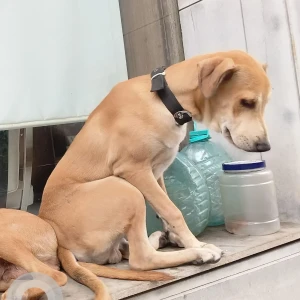 A Golden Indie Dog Missing from CBD Belapur, Navi Mumbai
