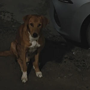 A Brown Indie Dog Missing from A Block, Sector 40, Noida, Near Khaitan School-2
