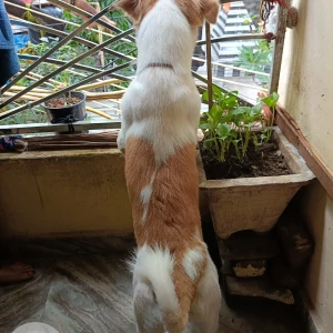 A White-Brown Mix Pomeranian mix Dog Missing from A-616 Raghubir Nagar A - Block, Block A,  Tagore Garden Extension, Delhi, 110027, India