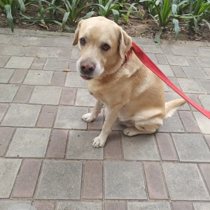 A Golden Labrador Dog Found from Bengaluru