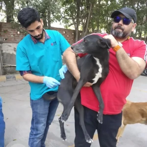 A Black and White Indie Dog Missing from Noida