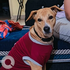 A Brown Indian Dog Missing from Doddanekkundi, Bengaluru