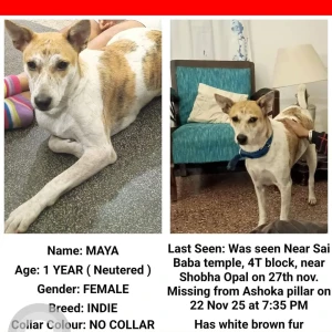 A White-Brown Mix Indie Dog Missing from Bengaluru-2