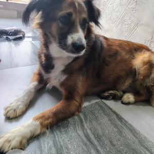 A White-Brown Mix Indian Dog Found from Vidur nagar, hawa bangla