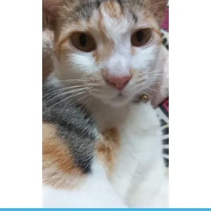 A Black and White Calico tabby Cat Missing from Shenoy Nagar, Chennai-2