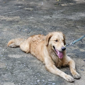 A Golden Golden retriever Dog Found from Chennai-3