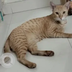 A Orange Indian Cat Missing from Velachery, Chennai