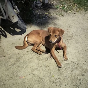 A Brown Indie mix Dog Found from Valasaravakkam, Chennai-4