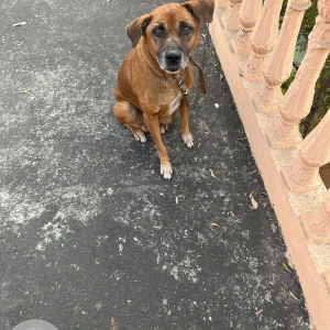 A Black and Brown Street dog Dog Missing from Pandri, Raipur-2