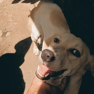 A White-Brown Mix Indie Dog Missing from Kalwa, Thane