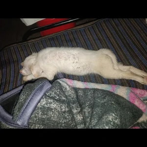 A White pomeranian puppy with less hair Dog Missing from Jhajjar-2
