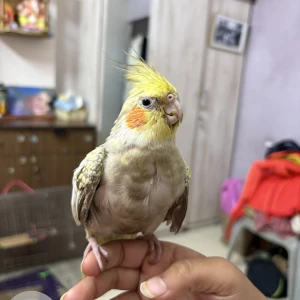 A Other Cockatiel Bird Missing from Ahmedabad-2