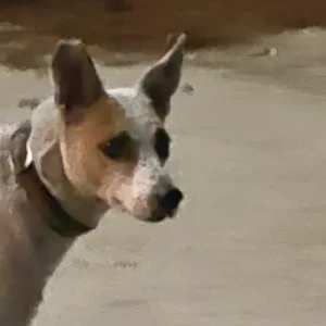 A White-Brown Mix Indie Dog Found from Ardee City Gate 1 Road,Near Zooper
