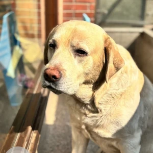 A White Labrador Dog Missing from Kalkaji, New Delhi