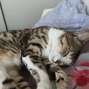 A White and Grey Indian Cat Missing from Rahatni, Pimpri Chinchwad-3