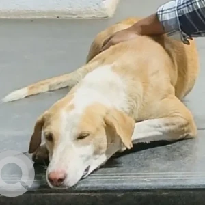 A White-Brown Mix Indian Native Dog Dog Missing from Indore City, Indore-2