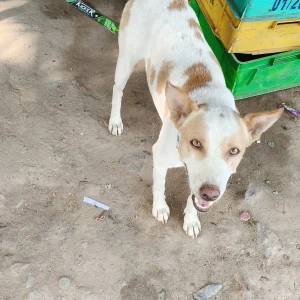 A White-Brown Mix Don't know Dog Found from Chennai