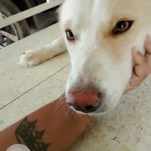 A White Indie Dog Missing from North Zone, Coimbatore