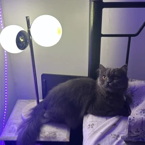 A Grey Persian Cat Missing from Tollygunge, Kolkata-3
