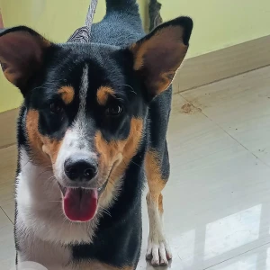 A Black and White Indie Dog Missing from Guwahati-2
